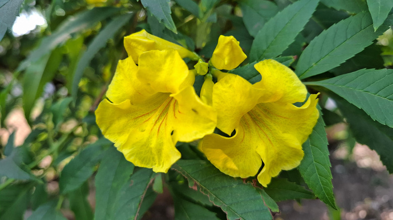 yellow bells in bloom