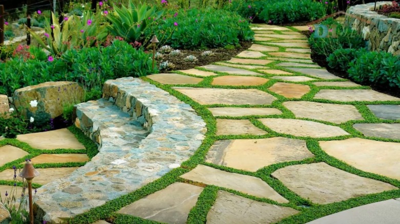 groundcover grown between pavers in a terraced garden path