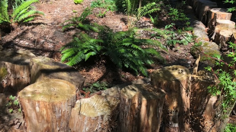 a short retaining wall made from sawn logs