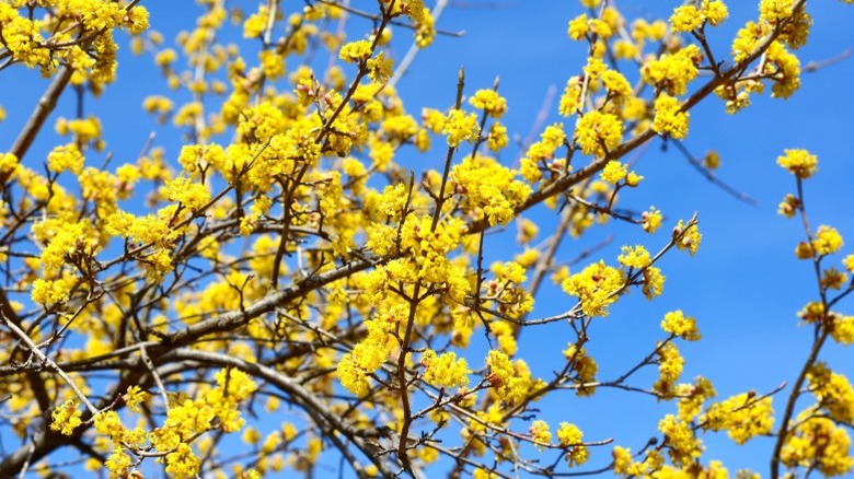 Bright yellow flowers of the cornelian cherry dogwood tree