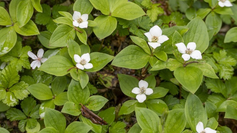Low-growing creeping dogwood in bloom