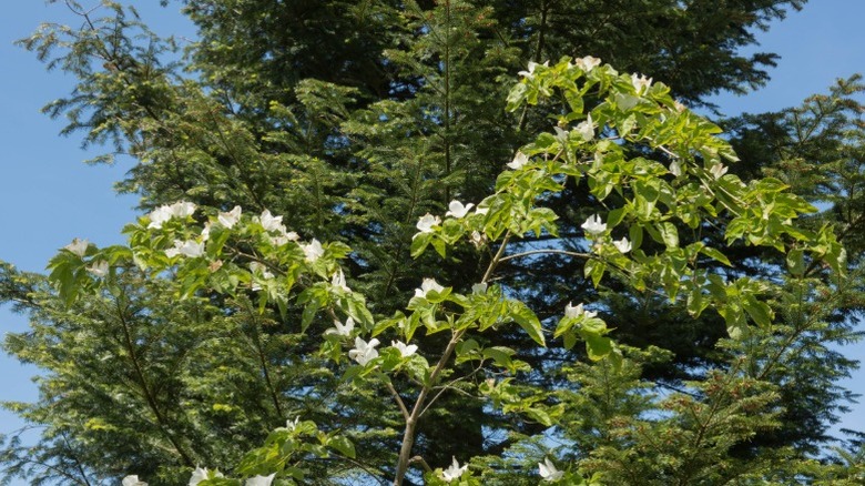 Tall branch of Eddie's 'White Wonder' dogwood