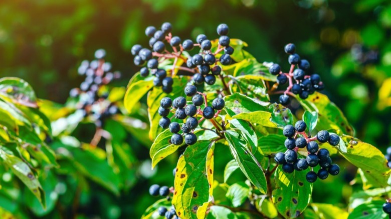 Closeup of dark berries on English dogwood