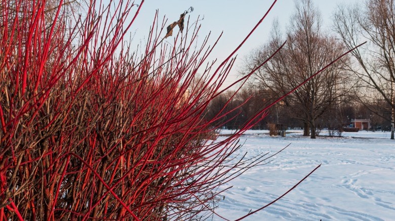 Bright red stems in winter on European or blood twig dogwood