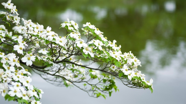 Closeup of flowering dogwood branch in bloom