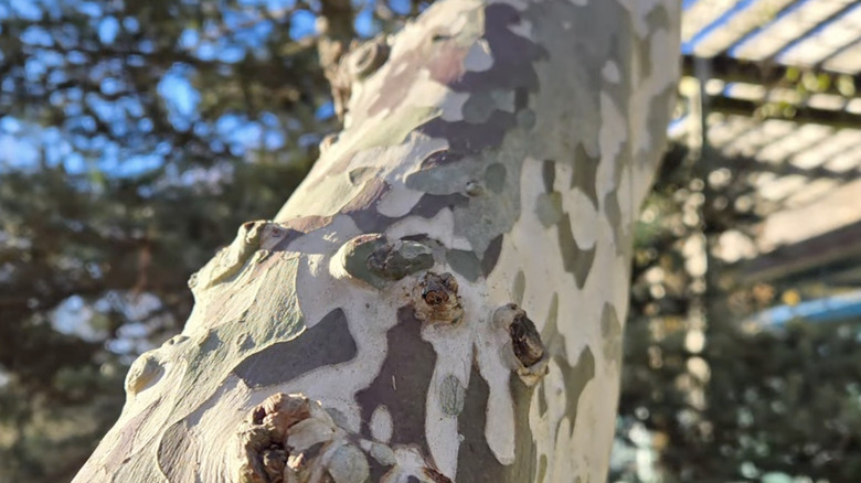 A closeup of the ghost dogwood's distinct bark