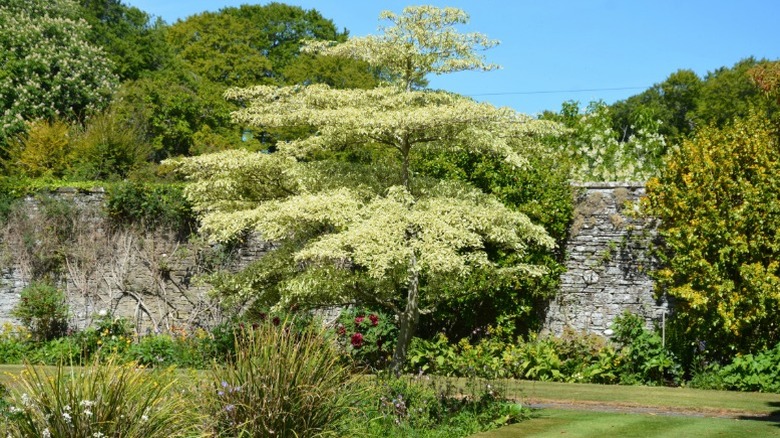 Giant dogwood as a specimen tree in yard
