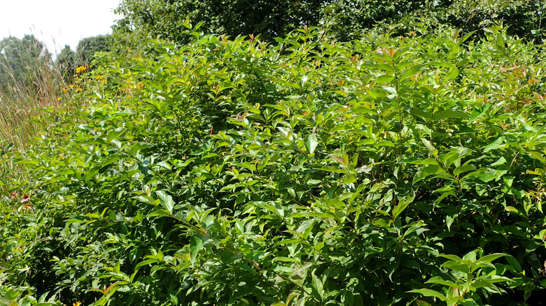 A large gray dogwood shrub in Chicago