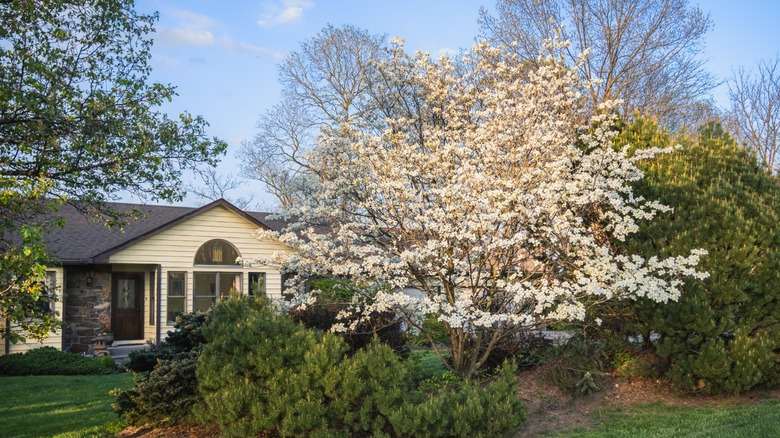 A dogwood tree in bloom as a focal point