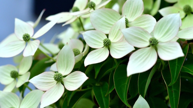 Closeup of the flowers of the kousa dogwood