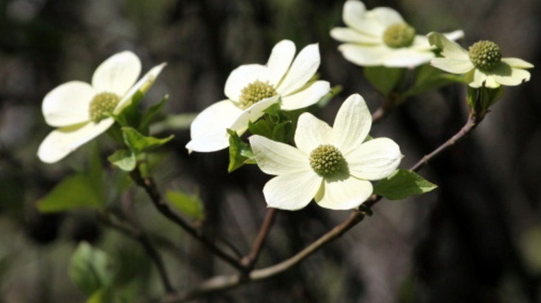 A close up of a blooming branch of Pacific dogwood