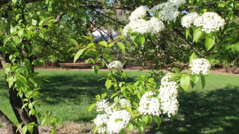 Close look at flowering pagoda dogwood in Iowa