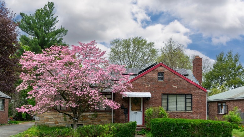 A pink dogwood tree growing near a brick house