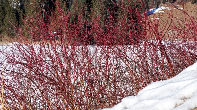 Bright red bare stems of red osier shrub in winter
