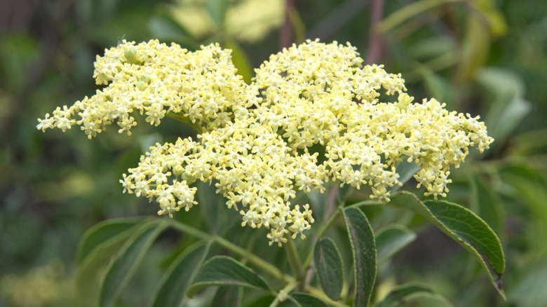 A closeup of the clusters of white flowers on rough-leafed dogwood tree