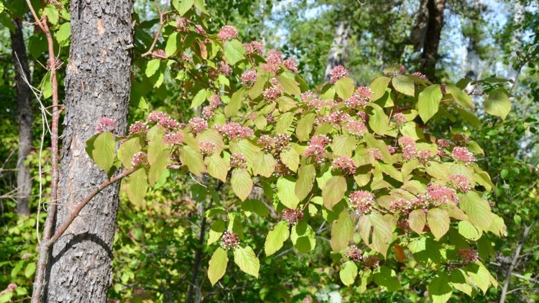 Pink flowers of the roundleaf dogwood tree