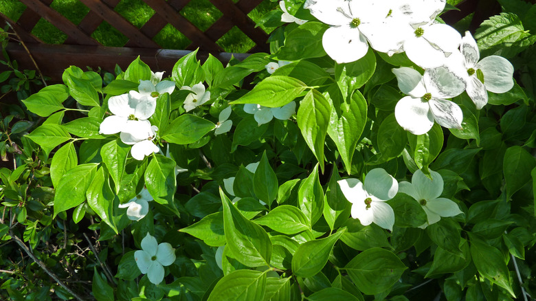 'Celestial' dogwood cultivar flowering in a garden