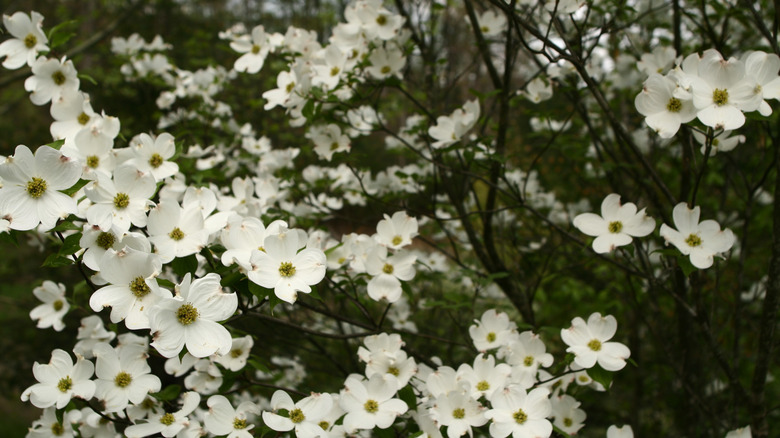 The brilliant white flowers of silky or pale dogwood