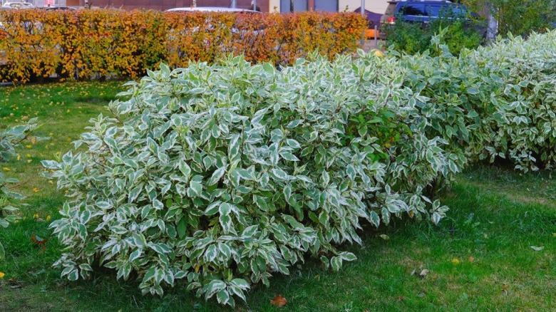 A variegated cultivar of the Tartarian dogwood shrub