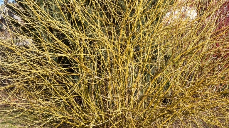 A tangle of yellow twigs in winter from a yellow twig dogwood