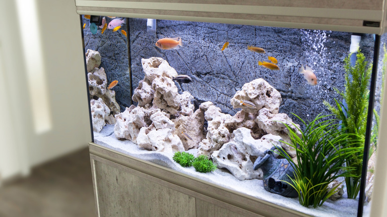 fish tank with reef-like rocks