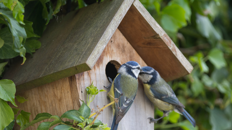 a pair of birds work together to set up their nest box