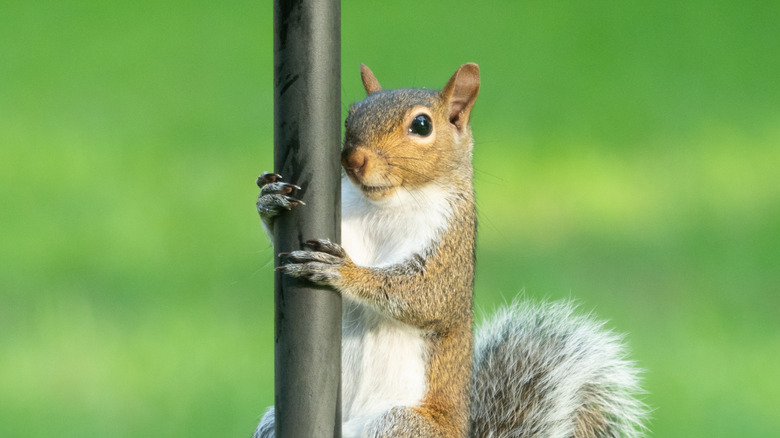 a squirrel climbing a pole