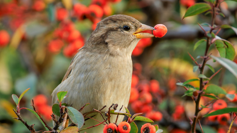 a sparrow eating red berries