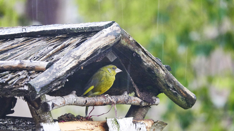 european gold finch sitting in a bird house during the rain