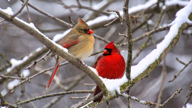 a pair of cardinals resting on a tree branch