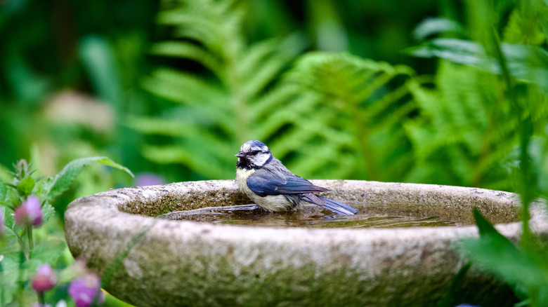 a bluetit in a garden bird bath
