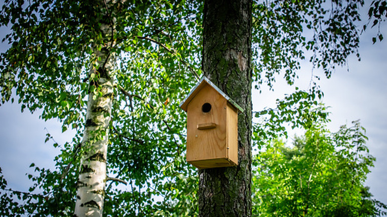 a bird house installed on a tree with enough shade