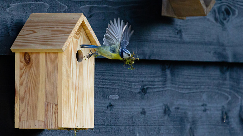 a bird flies from a nest with a mouth full of nesting material