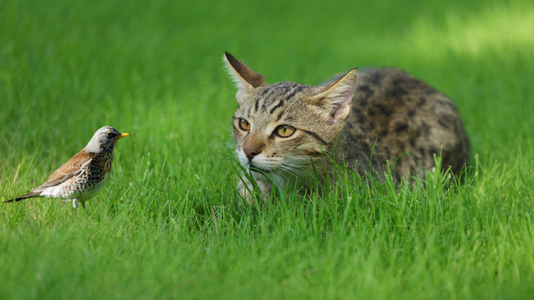 a cat hunts a brown bird on the lawn