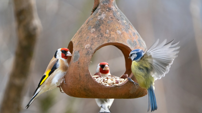 a triangular platform feeder with three bird feeding from it at the same time