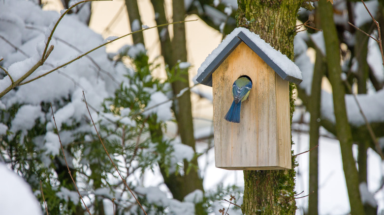 a bird sticks its head into the entry hole of a wooden bird house