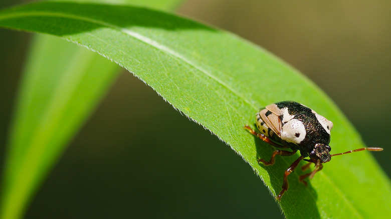 An anchor stink bug on a curved leaf in the sun.