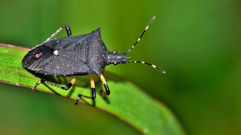 A black stink bug resting on a thin leaf.
