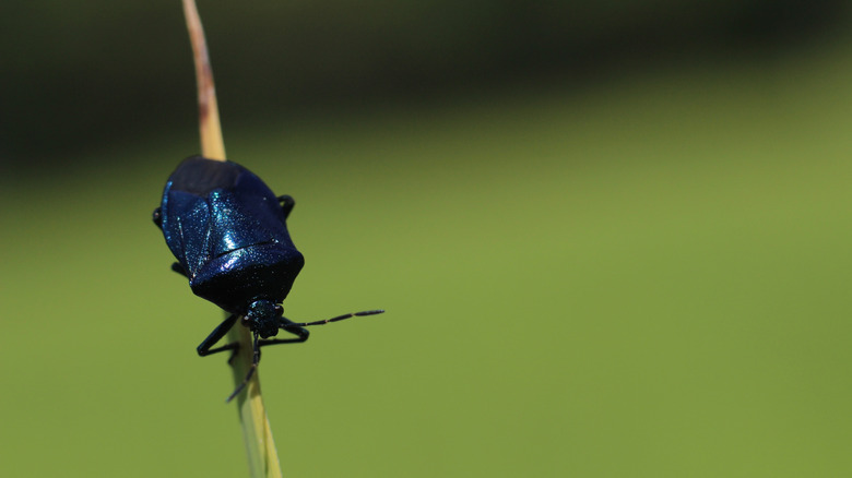 A dark-colored blue shield bug on a thin blade of grass.