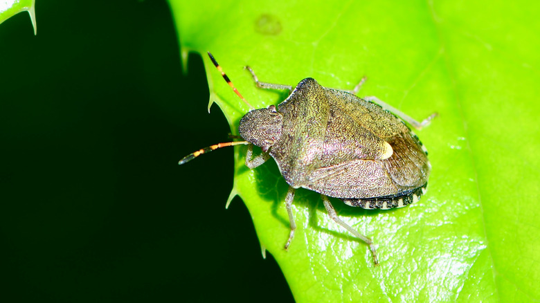 A brown stink bug on a green leaf in the sun.