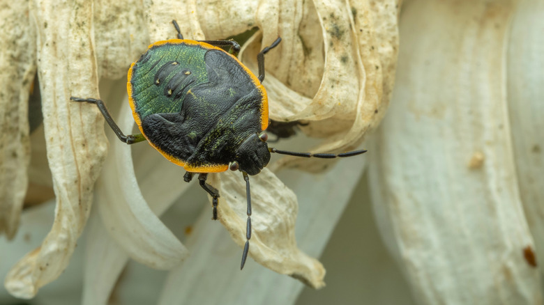 The ﻿Conchuela stink bug on dried husks.