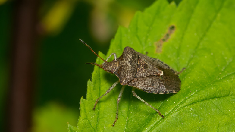 Dusky stink bug on a serrated leaf.