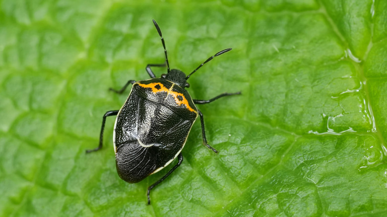A black and yellow hedge-nettle stink bug sitting on a green leaf.