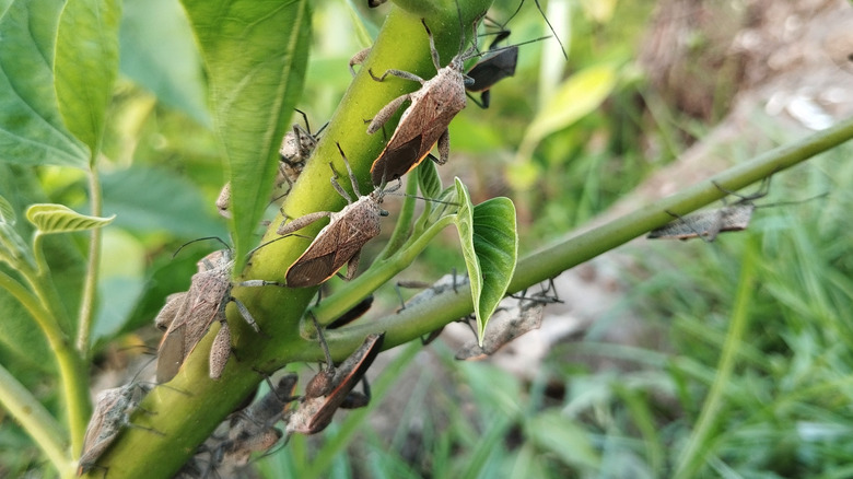 A group of stink bugs climbing along a plant stem.