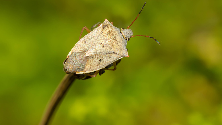 A one-spotted stink bug on a stem.