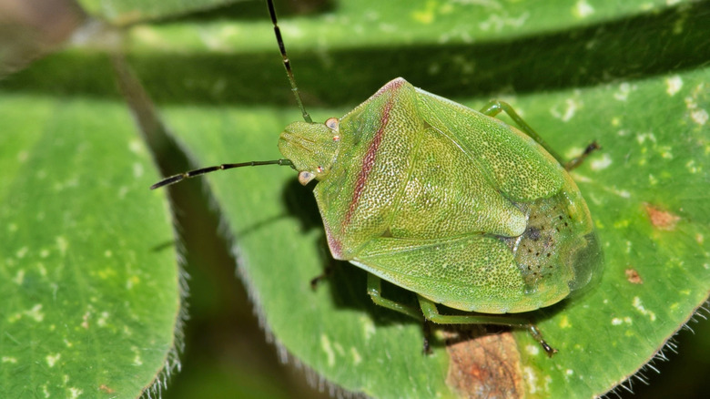 A red-shouldered stink bug on a hairy leaf.