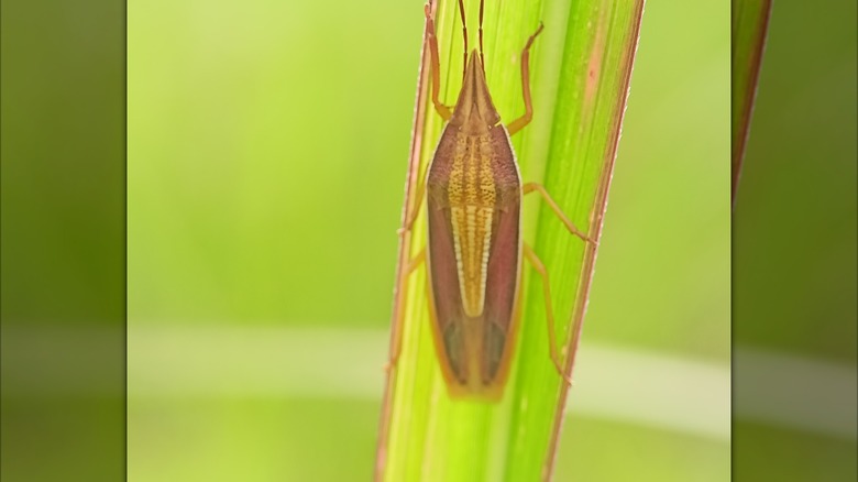 A rice stink bug on a blade of grass.