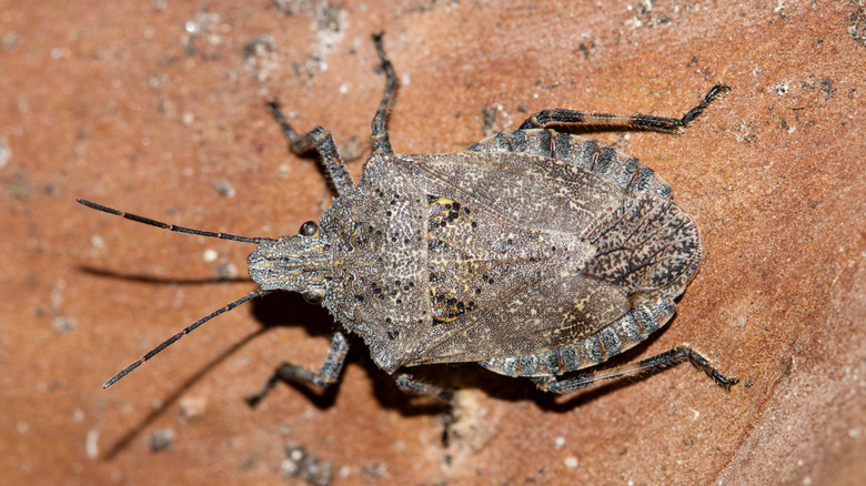 A rough stink bug sitting on a terracotta-like surface.