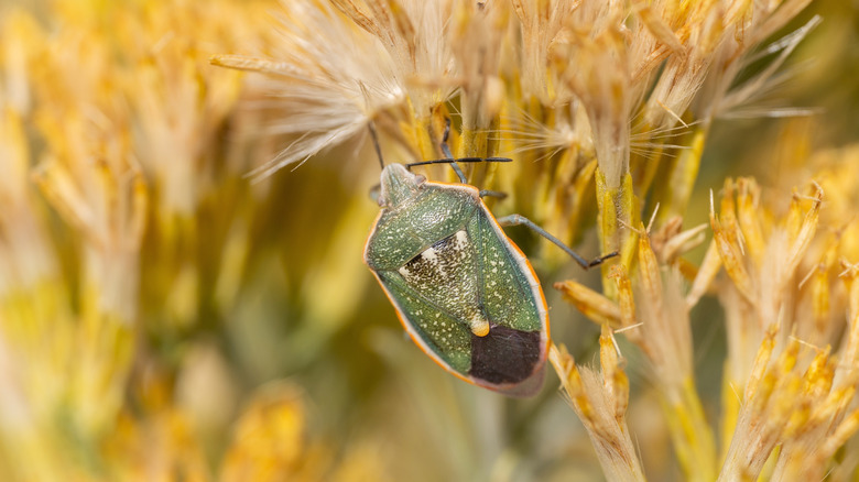 A Say's stink bug on dried, stalky flowers.