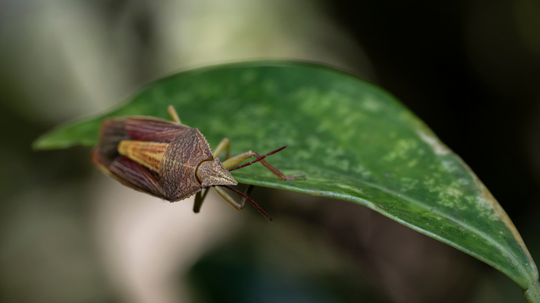 A small stink bug nymph on the side of a leaf.
